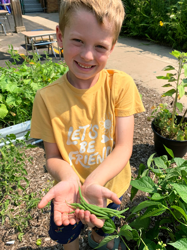 Older primary student with lots of excitement standing next to two small gardens and potted plants holding some freshly harvested green beans.