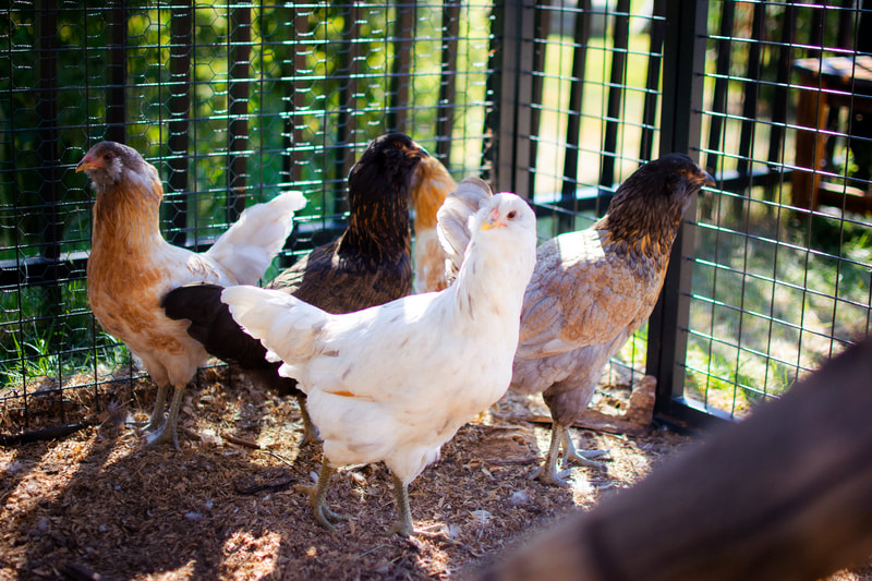 Five chickens are in a pen outdoors. They are various colors of white, orange, brown, and black. Each chicken is facing a different direction with one standing in the middle of the cluster.