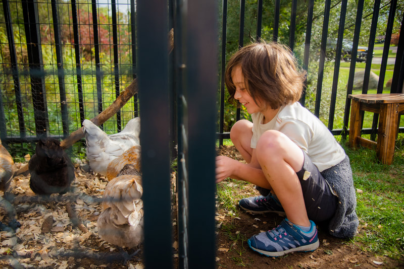 Student is feeding chickens through fencing with the face slicing the image in half. Chickens are on the left side and the student is on the right.