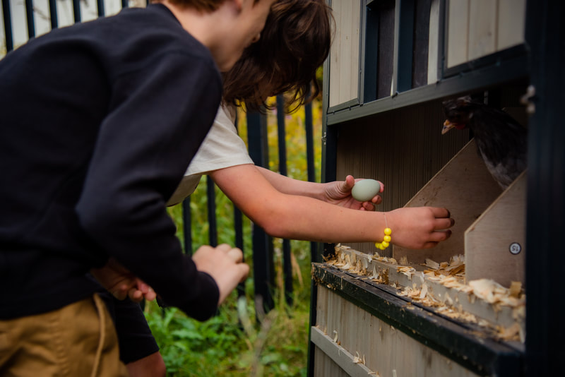 Two students are outside of the coop opening up the nesting boxes to collect freshly laid eggs.