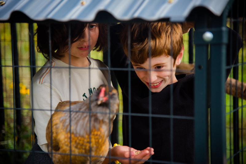 Two students are inside of the chicken pen with bars shown holding food out to a chicken that is focused on the camera with it's back facing them.