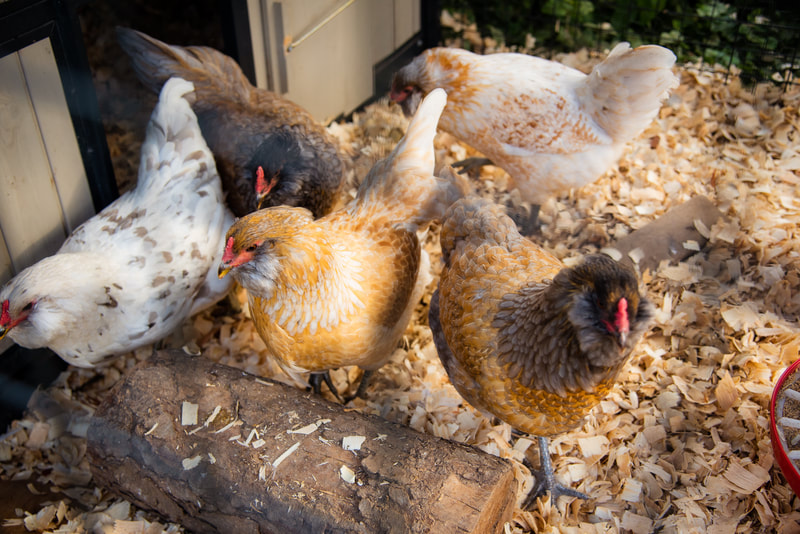 Photo of 5 chickens of different colors: white, orange, brown, and black. Their ground beneath is coated with sawdust and is speckled with shade.