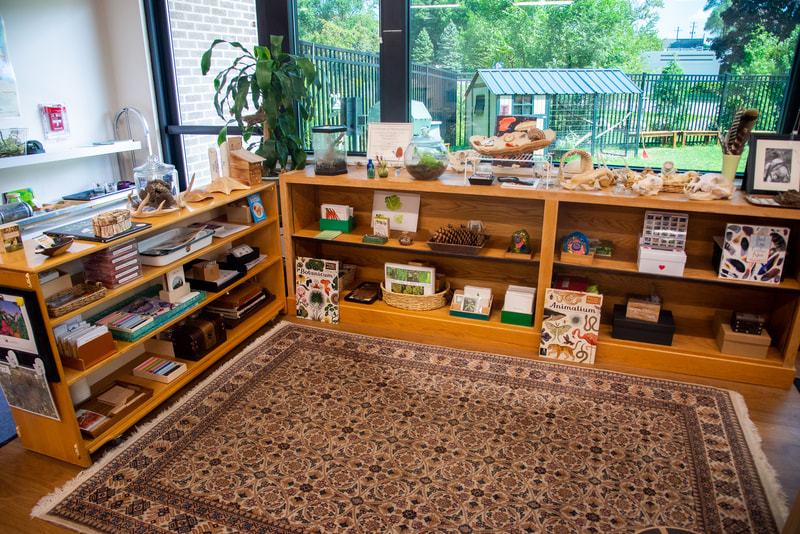 Elementary classroom corner featuring works with nature such as animals, bugs, plants, bones, and so much more. Behind the shelves are large window walls.