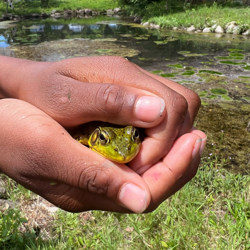 Hands of Elementary child are holding a large frog whose head is peaking out between their hands. Behind their hands shows the outdoor environment featuring our creek.