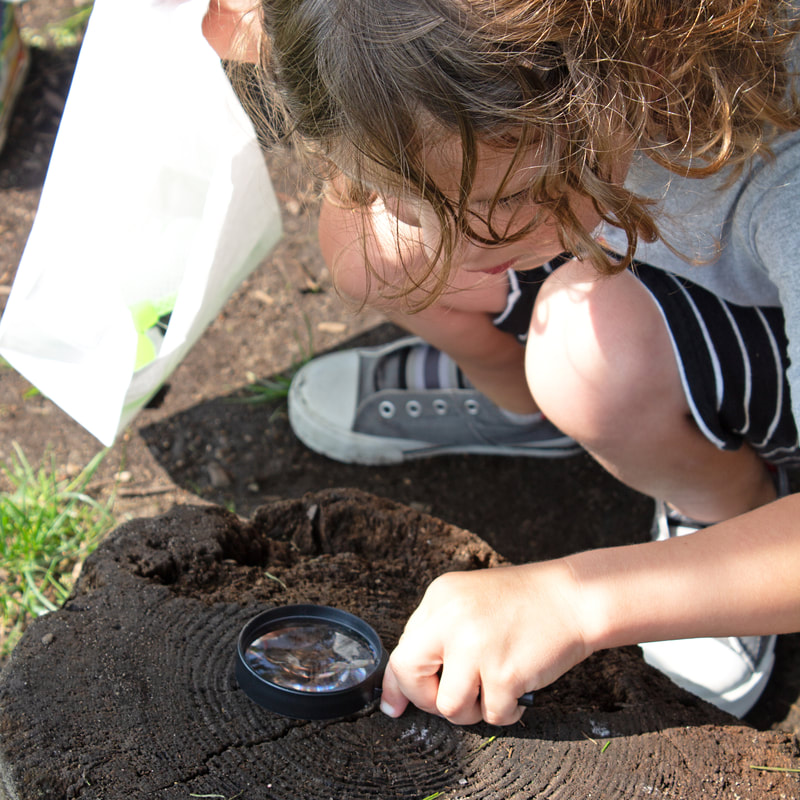 Student is kneeling down to look through a small magnifying glass at the rings on a damp tree stump. Their curly hair is falling over their face as they wear a grey t-shirt and black and white striped shorts.