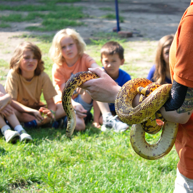 John Ball Zoo worker's left arm is front and center with a yellow and brown snake wrapped around it. Out of focus in the background, you can see five students sitting in the grass and focusing on the specimen.