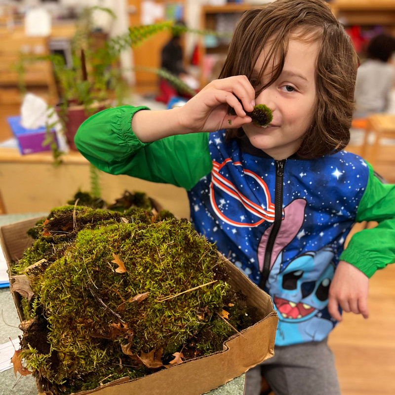 With a large box of moss front and center of the image, a child is seen holding and small a small piece with their right hand. They are sitting at a table in the classroom wearing a Stitch sweatshirt with bright green sleeves.